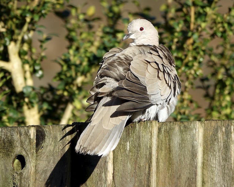 collared dove